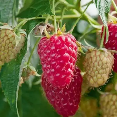 Малина МАРАСТАР в Гродно