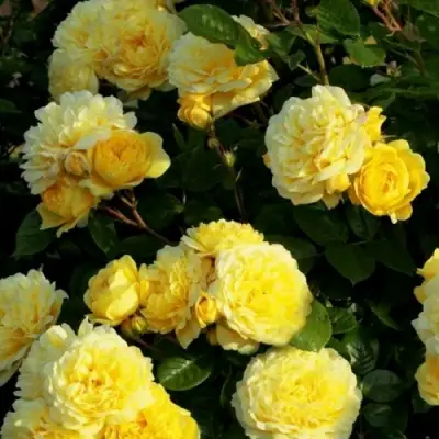 Роза АНИ ДЮПРЕЙ флорибунда в Гродно