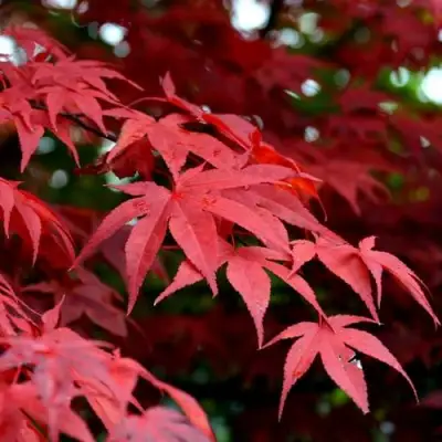 Клен гиннала  в Гродно