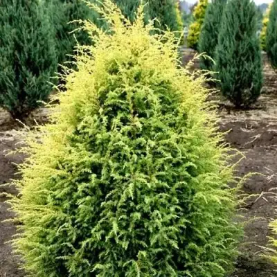 Можжевельник ГОЛД КОН обыкновенный в Гродно