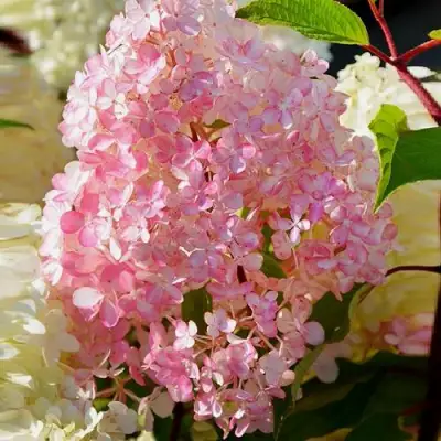 Гортензия ДИАМАНТИНО метельчатая в Гродно