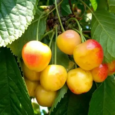 Черешня ЯНТАРНАЯ в Гродно