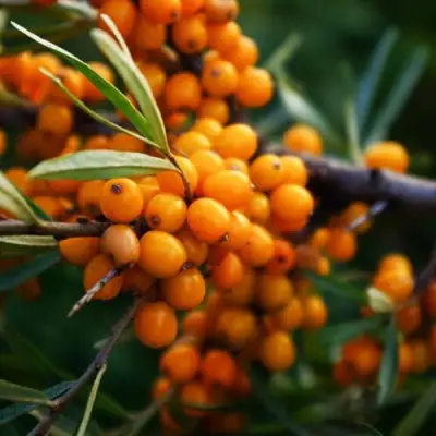 Облепиха МОСКОВСКАЯ ПРОЗРАЧНАЯ в Гродно