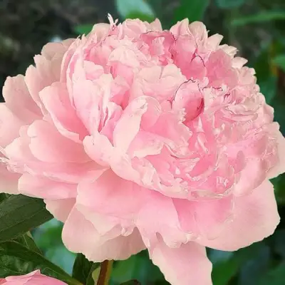 Пион САРА БЕРНАРД травянистый в Гродно