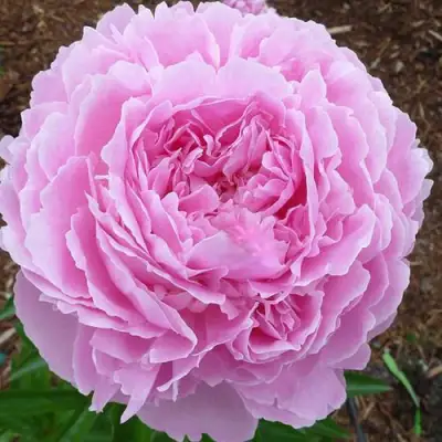 Пион ДЖАКОРМА травянистый в Гродно