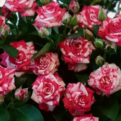 Роза ФАЙЕР ВОРКС миниатюрная в Гродно