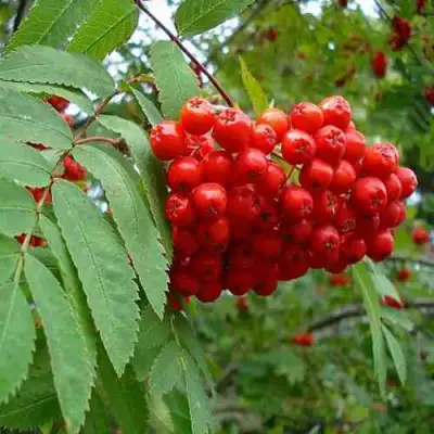 Рябина ОБЫКНОВЕННАЯ в Гродно