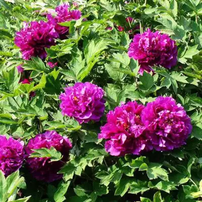 Пион ОРНАМЕНТ древовидный в Гродно