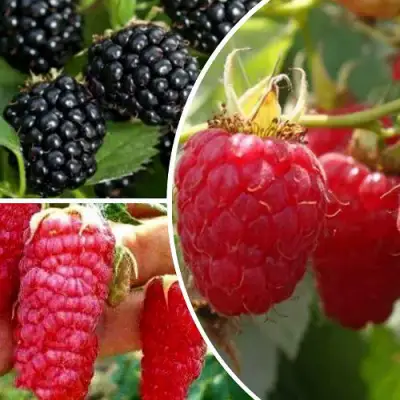 Комплект ЯГОДНЫЙ МИКС в Гродно