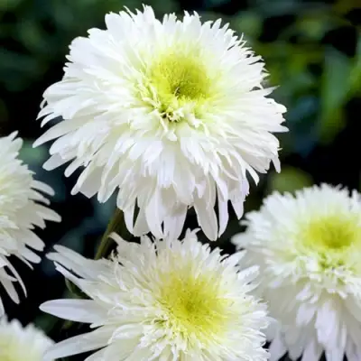 Нивяник ФИОНА ГОГХИЛЛ великолепный в Гродно