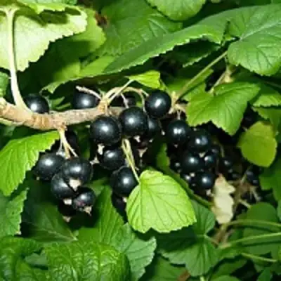 Смородина чёрная ВЕЛОЙ (ЛЕНИНГРАДСКАЯ СЛАДКАЯ) в Гродно