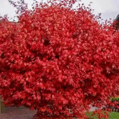 Клен гиннала  в Гродно