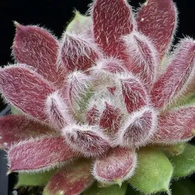 Молодило ТАРАНТУЛА в Гродно