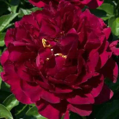 Пион ОЛД ФЕЙТФУЛ травянистый в Гродно