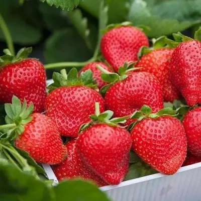 Клубника ЭЛИАНЕ в Гродно