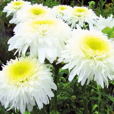 Нивяник ФИОНА ГОГХИЛЛ великолепный в Гродно