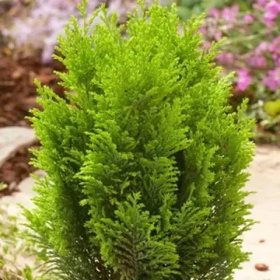 Кипарисовик ЭЛВУДИ ГОЛД лавсона в Гродно