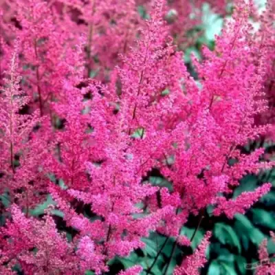 Астильба ЭЛИЗАБЕТ ВАН ВИН японская в Гродно