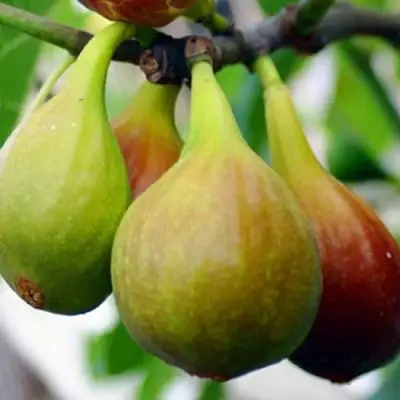 Инжир ДАЛМАТСКИЙ в Гродно