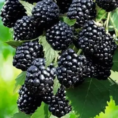 Ежевика АПАЧИ бесшипная  в Гродно