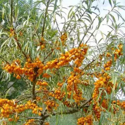 Облепиха ДАР МГУ в Гродно