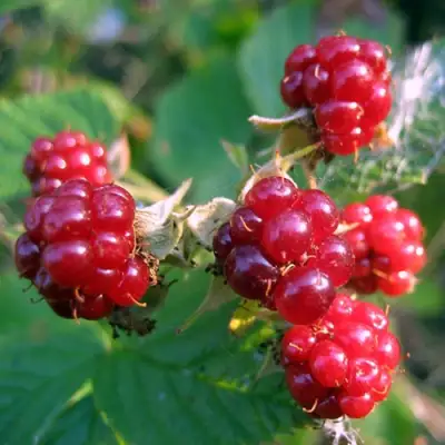 Княженика АСТРА в Гродно