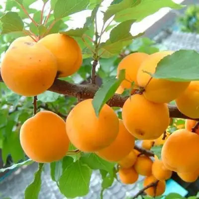 Абрикос ОРИГИНАЛ в Гродно