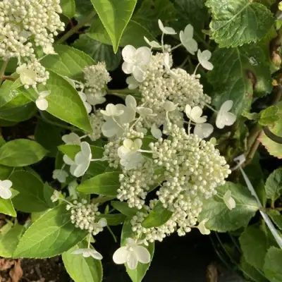 Гортензия ПРИМ ВАЙТ метельчатая в Гродно