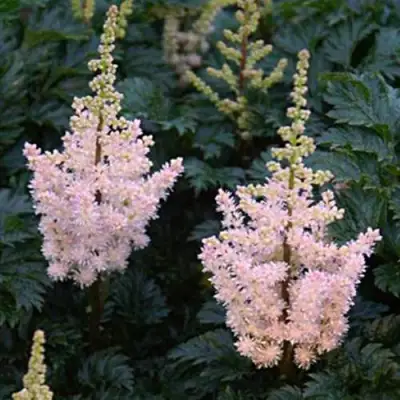 Астильба ЛИЛИПУТ курчавая в Гродно