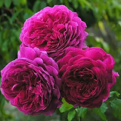 Роза КЕЙТ английская в Гродно