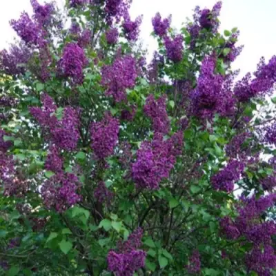 Сирень СУМЕРКИ в Гродно