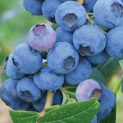 Голубика ЭРЛИБЛЮ в Гродно