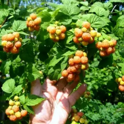 Малина КУМБЕРЛЕНД желтая в Гродно