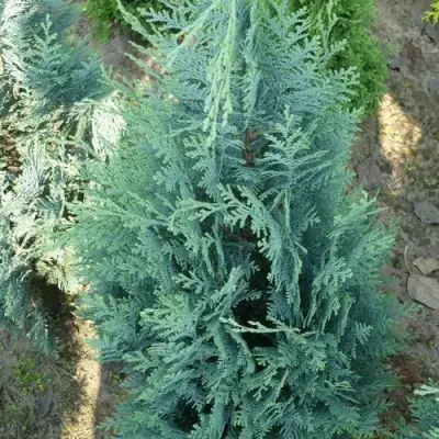 Кипарисовик КОЛУМНАРИС лавсона в Гродно