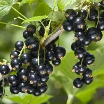 Смородина чёрная ВОЛШЕБНИЦА в Гродно