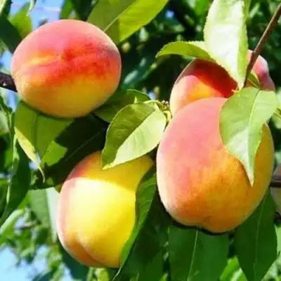 Персик ПАМЯТЬ ЛОЙКО в Гродно