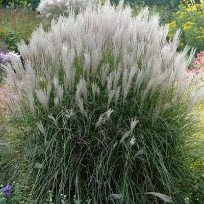 Мискантус КЛЯЙН СИЛЬБЕРСПАЙН китайский  в Гродно