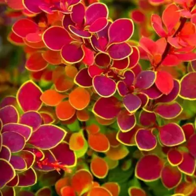 Барбарис ОРАНЖ САНРАЙЗ тунберга в Гродно