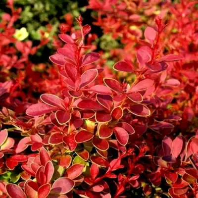 Барбарис КОРАЛ тунберга в Гродно