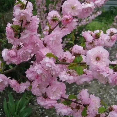 Миндаль ТРЁХЛОПАСТНЫЙ (луизеания) в Гродно