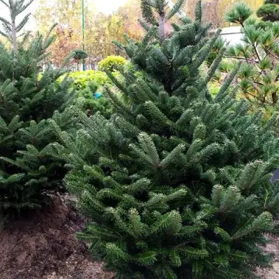 Пихта ФРАЗЕРА в Гродно