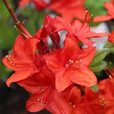 Азалия ПАРКФАЕР листопадная в Гродно