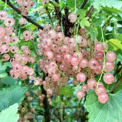 Смородина розовая ГОЛЛАНДСКАЯ РОЗОВАЯ в Гродно