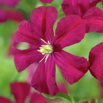 Клематис МАДАМ ДЖУЛИЯ КОРРЕВОН в Гродно