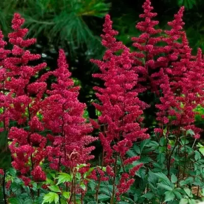 Астильба БУРГУНДИ РЕД Арендса в Гродно