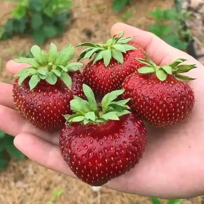 Клубника МАЛЬВИНА в Гродно