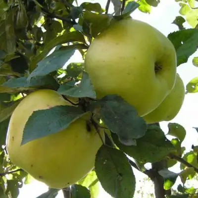 Яблоня АНТОНОВКА ОБЫКНОВЕННАЯ в Гродно