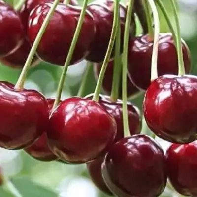 Вишня УЙФЕХЕРТОЙ ФЮРТОШ в Гродно