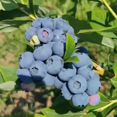 Голубика МЕГАС БЛЮ в Гродно