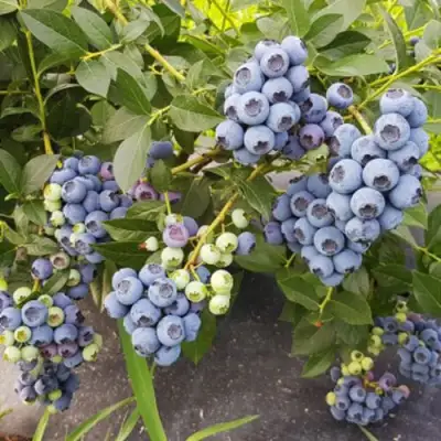 Голубика ОСОРНО в Гродно